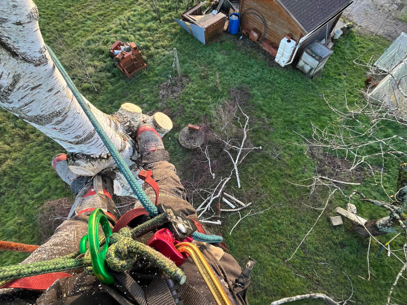 Réalisation Guitton Élagage 36