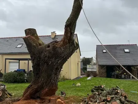 abattage arbre à Bouvron - image 2