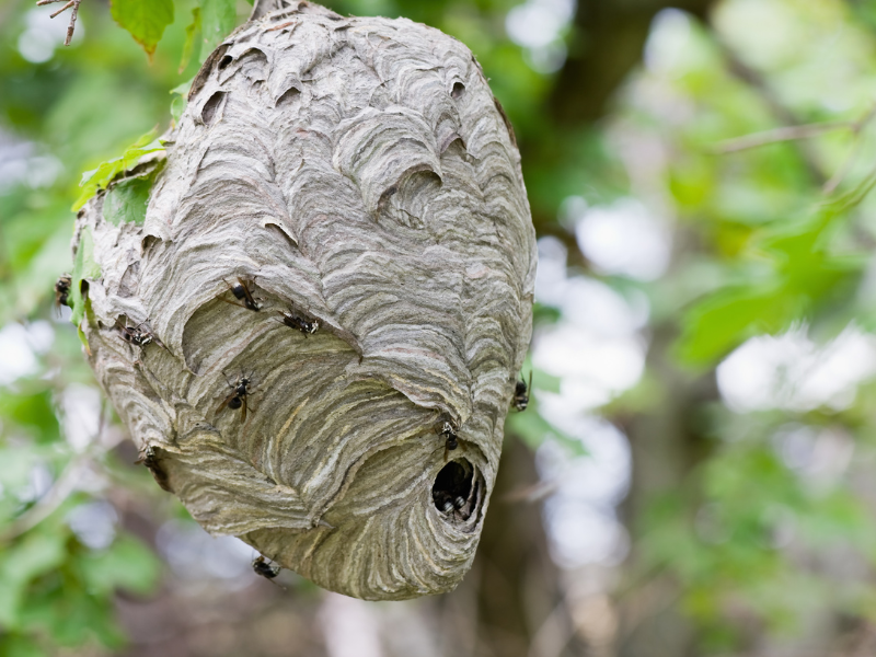 Contrôle après une intervention sur un nid d’insectes piqueurs