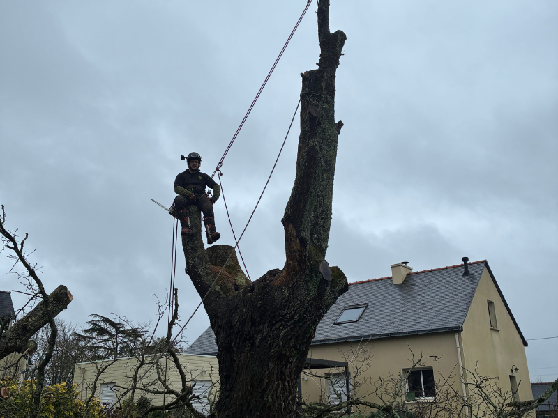 Réalisation Guitton Élagage 42