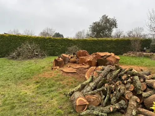 abattage arbre Pontchâteau-1