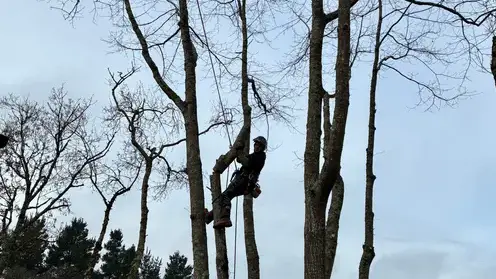 abattage arbre à Pontchâteau - image 2