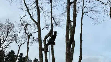 abattage arbre à Savenay - image 4