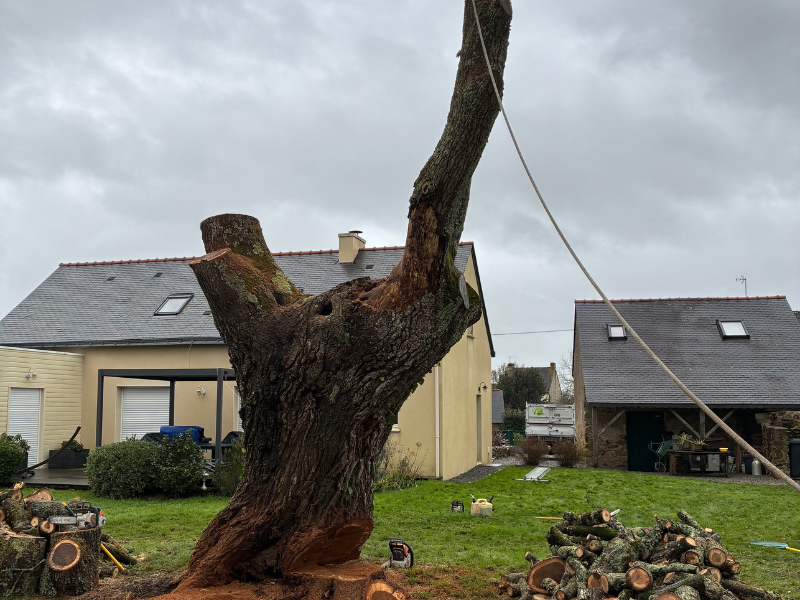 Abattage sécurisé d’un arbre réalisé par Guitton Élagage