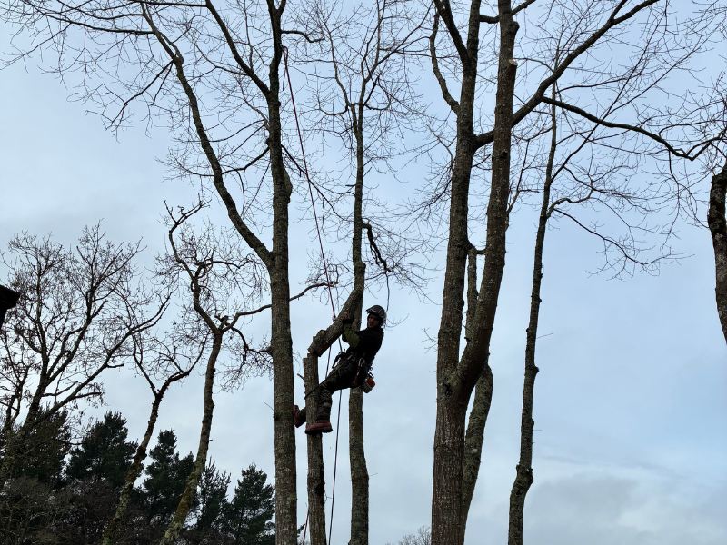 Réalisation Guitton Élagage 11