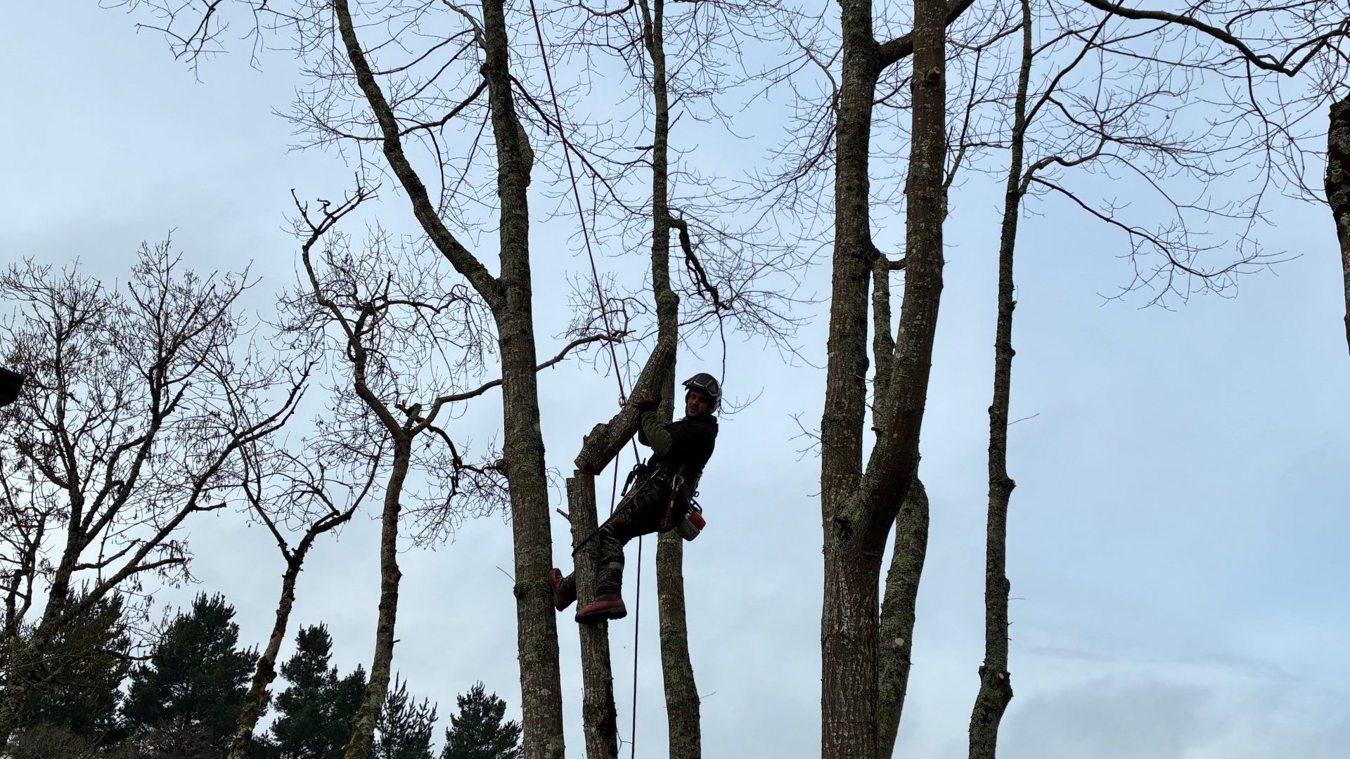 Travaux d'élagage réalisés par Guitton Élagage