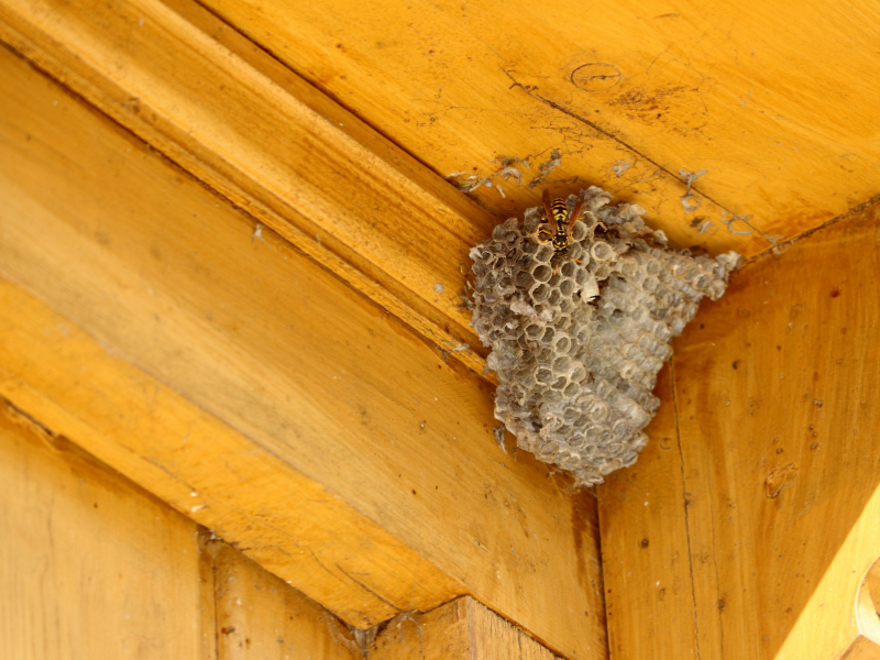 Sécurisation d’une zone avant le traitement d’un nid d’insectes piqueurs