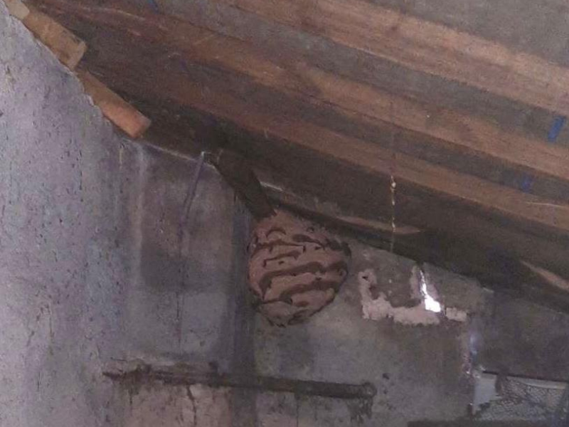 Intervention sur un nid de frelons ou de guêpes