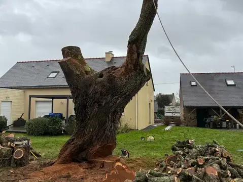 élagage arbre à Bouvron - image 2