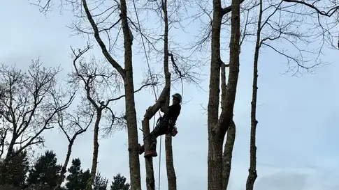 élagage arbre à Bouvron - image 3