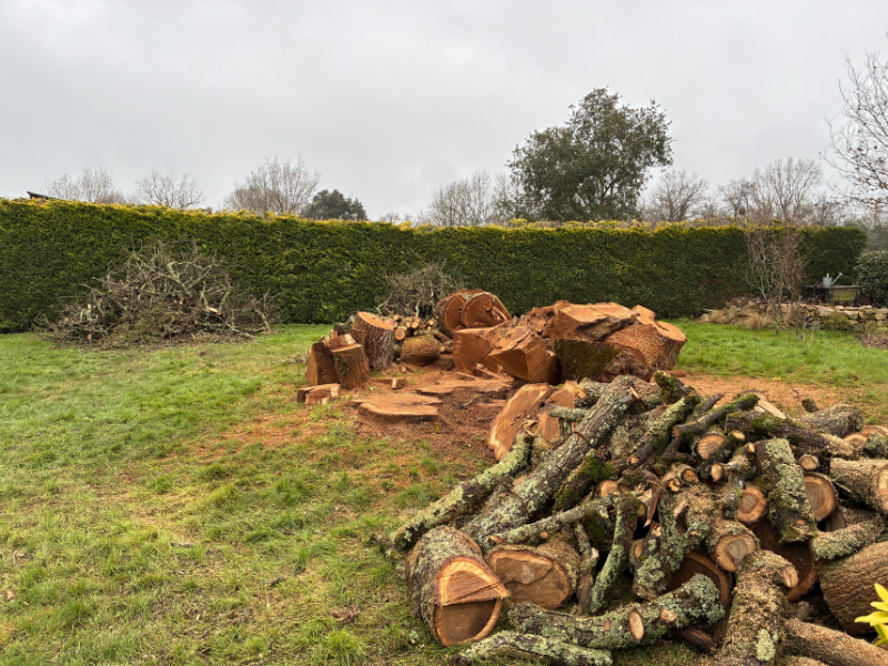 Taille et entretien d’un arbre réalisés par Guitton Élagage