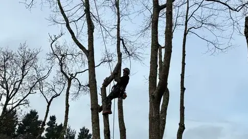 élagage arbre Pontchâteau-1