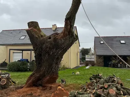 élagage arbre à Pontchâteau - image 2