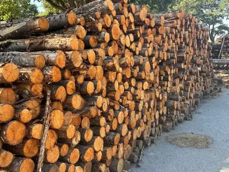 élagage arbre à Pontchâteau - image 3