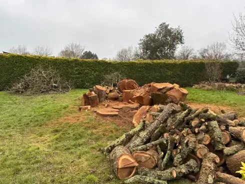 élagage arbre à Pontchâteau - image 4