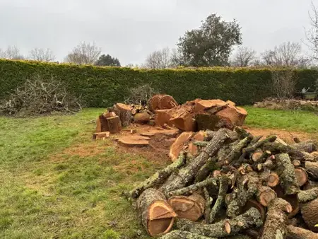 élagage arbre à Savenay - image 2